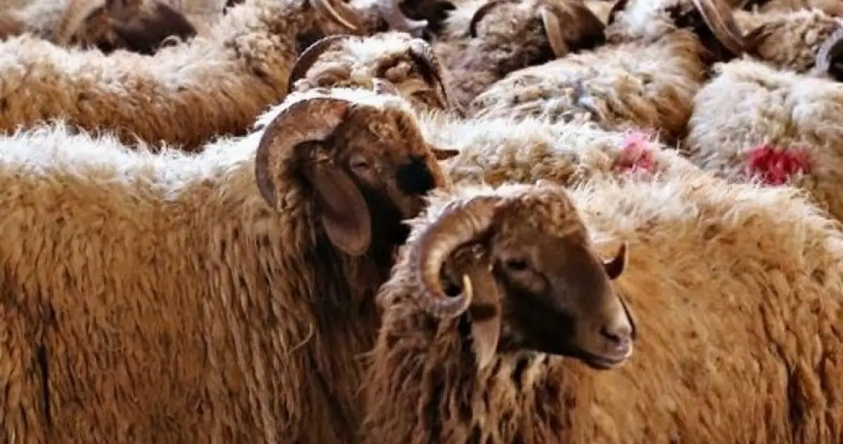 أسعار الاضاحي في السعودية 1447 واماكن البيع المعتمدة في الرياض وجدة ومكة والمدينة والشرقية والظهران وتبوك