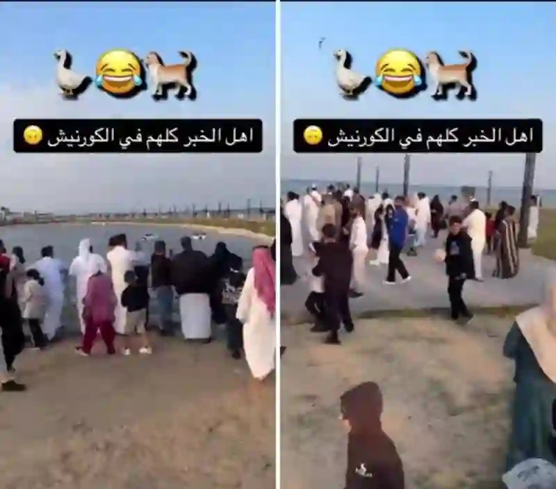 شاهد الزحمة في كورنيش الخُبر لمشاهدة البطة المتوحشة والقط المسكين 
