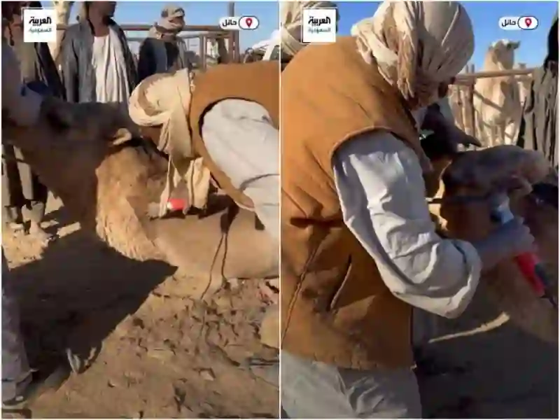 فيديو قصات شعر جديدة للأبل تثير الجدل في مهرجان للأبل في حائل 