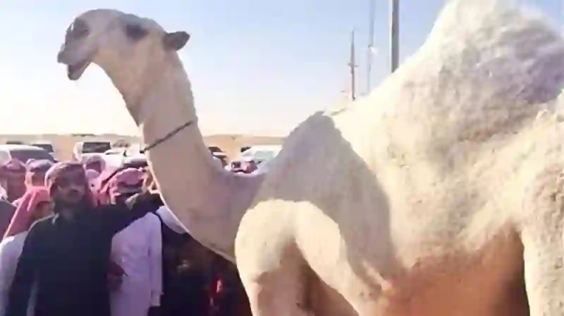 فيديو الناقة المحنطة خزام في الرياض التي رفض صاحبها بيعها بثلاثين مليون ريال حباً فيها 