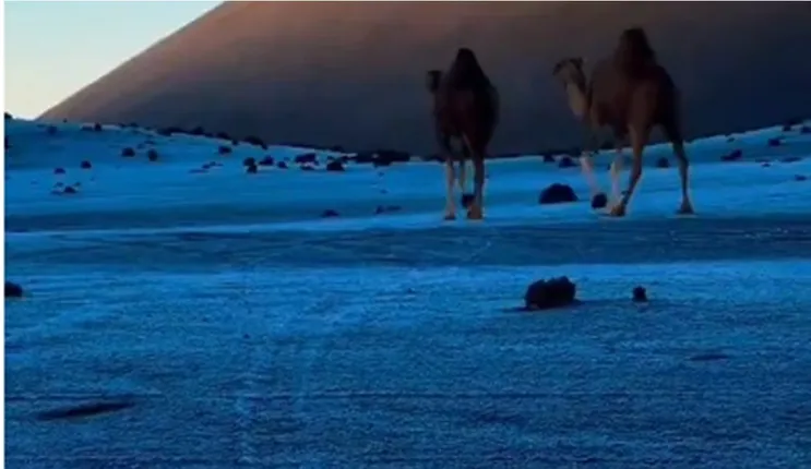 شاهد الصقيع والثلوج تحيط المدينة المنورة بسور أبيض 