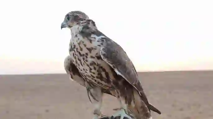مع بداية موسم الصيد السعودية تعلن منع أي عمليات صيد في 8 مناطق جديدة 