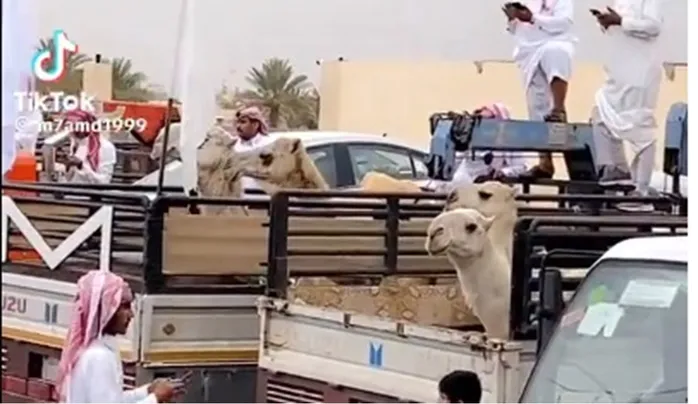بعد الجيب وهدايا بالملايين هدايا جديدة تجعل راعي الشيول منقذ شباب بيشة من أصحاب الثروات الكبيرة 