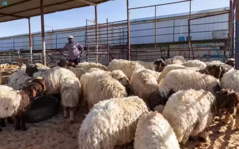 حقيقة فرض غرامة على كل من يبيع الذبائح في عيد الفطر بأكثر من هذا السعر الذي حددته السعودية 