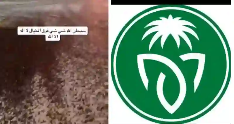 مركز الوقاية يكشف فوائد حشرة الخنفساء المنتشرة في الرياض وجدة ومكة والمدينة هذه الأيام وليش ما يتم إبادتها؟ 