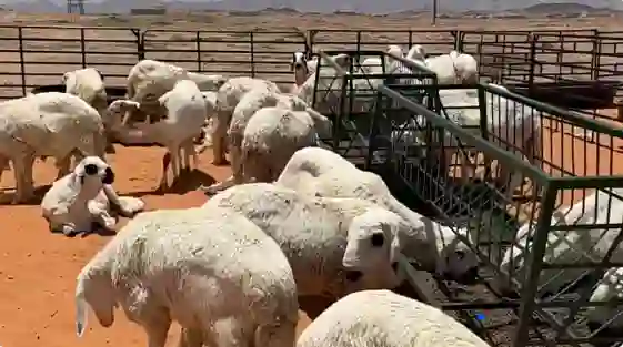 حائل تشهد انخفاض كبير في أسعار الاضاحي بعد الاعلان عن فرض الية جديدة لبيع اللحوم 