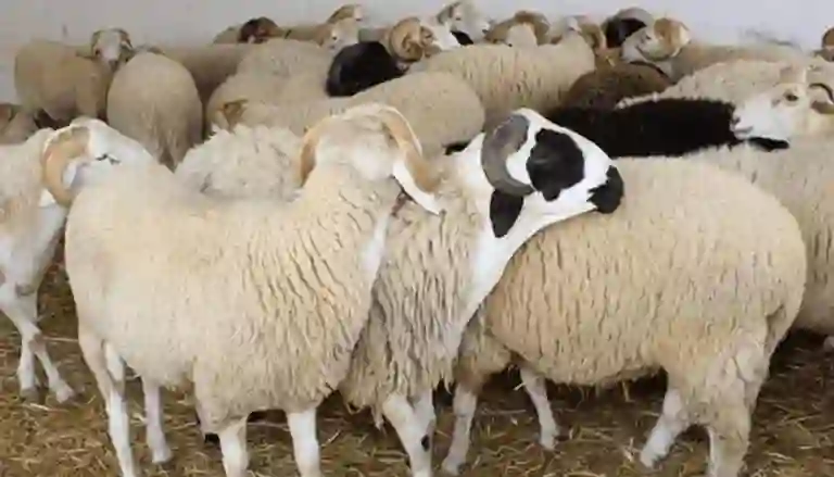 بالأسعار إرتفاع مجنون للحري والنجدي وباقي أنواع الغنم قبل عيد الفطر وهذه هي أسعارها اليوم 