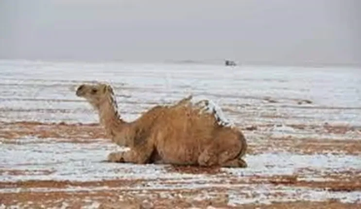 من اليوم هذه المدن في السعودية بتكون درجات الحرارة فيها صفر وتحت الصفر حتى نهاية الاسبوع 