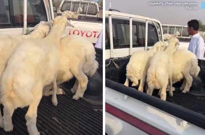 من سوق الغنم في بحرا.. انخفاض كبير في أسعار الاضاحي في جدة لموسم 1446 وخبير يكشف عن السبب 