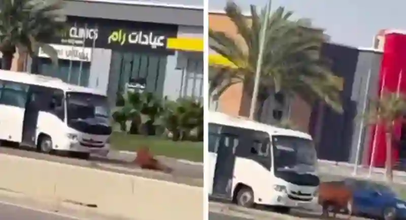 فيديو باص كبير يصدم بقرة في الخُبر ويسحلها على خطر سريع 