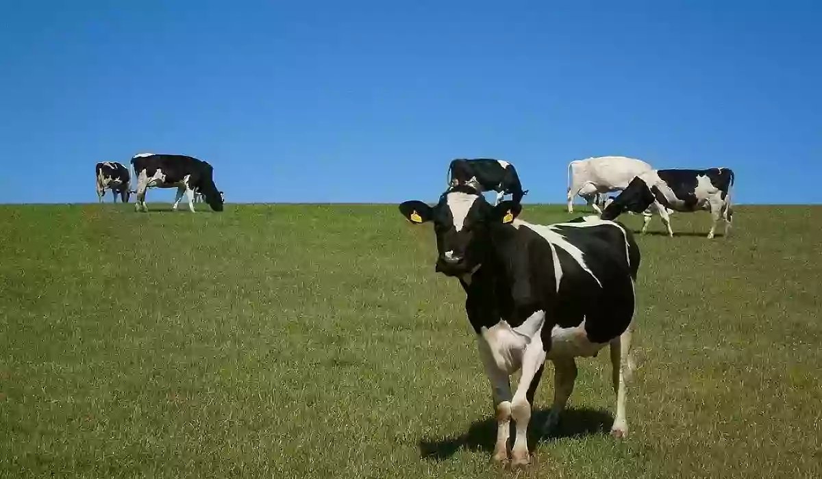 التقديم على دعم المواشي بالمملكة العربية السعودية