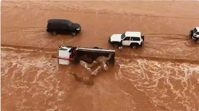 انقلاب شاحنة محملة بالإبل بسبب السيول في السعودية ومفاجأة فيما حصل للإبل وسائق الشاحنة بعد الحادث