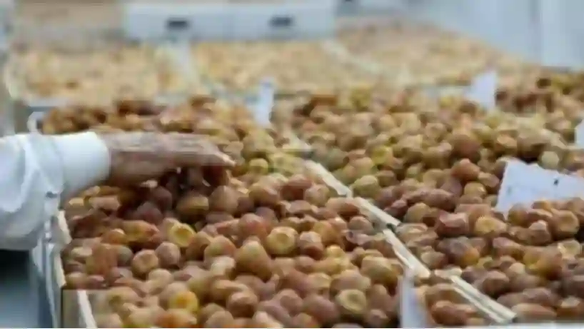 وزارة البيئة تحدد أحسن نوع تمر تنتجه السعودية وإحصائية تكشف حجم الانتاج السنوي لكل نوع من أنواع التمر في المملكة 