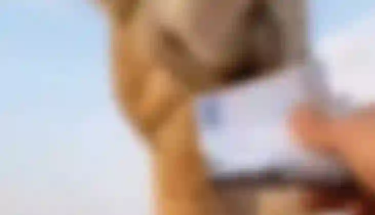 فيديو المواطن الذي اتلف العملة الوطنية ينتظر هذه العقوبة التي تطبق لأول مرة في السعودية 