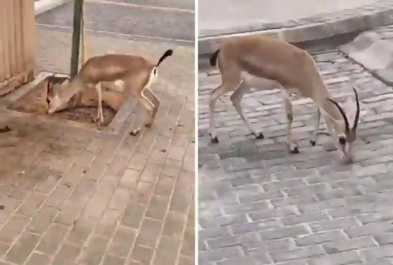 غزال يسير بأمان وسط الأحياء السكنية في السعودية دون أن يلحق به أذى