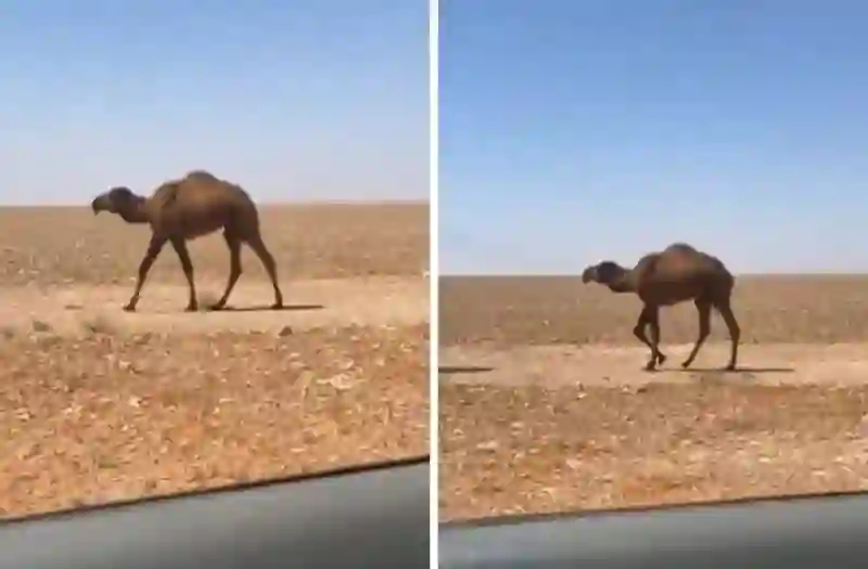 فيديو يجتاح السعودية لجمل بطفرة جينية ليس له رقبة