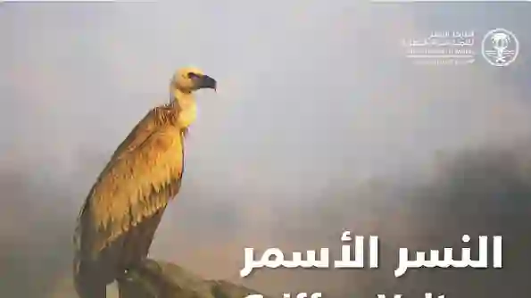 السعودية: الحياة الفطرية تعلن ظهور نوع جديد من الطيور الجارحة لأول مرة في السعودية وتحدد موقع تكاثرها 