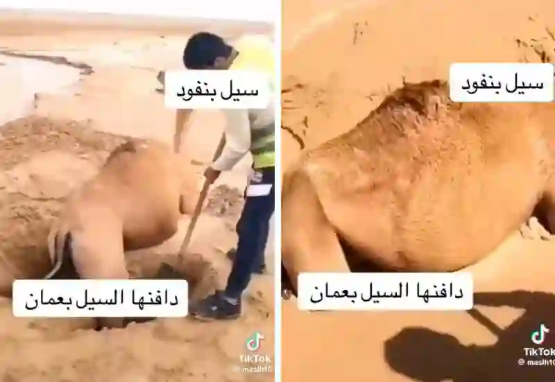 فيديو مؤثر لناقة دفنتها السيول في سلطنة عُمان وبقية على قيد الحياة 