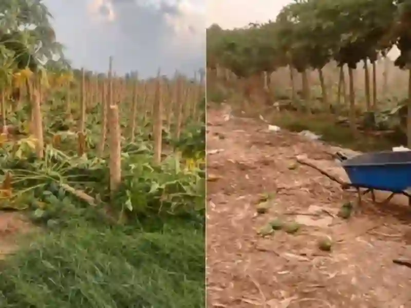 فيديو مرعب لعاصفة رياح قوية تقتلع الأشجار في مزارع جازان 