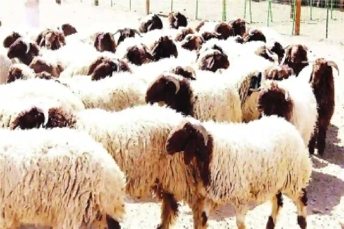 أسعار الأغنام في السعودية تفاجئ الجميع ونوع واحد فقط يسير عكس التيار