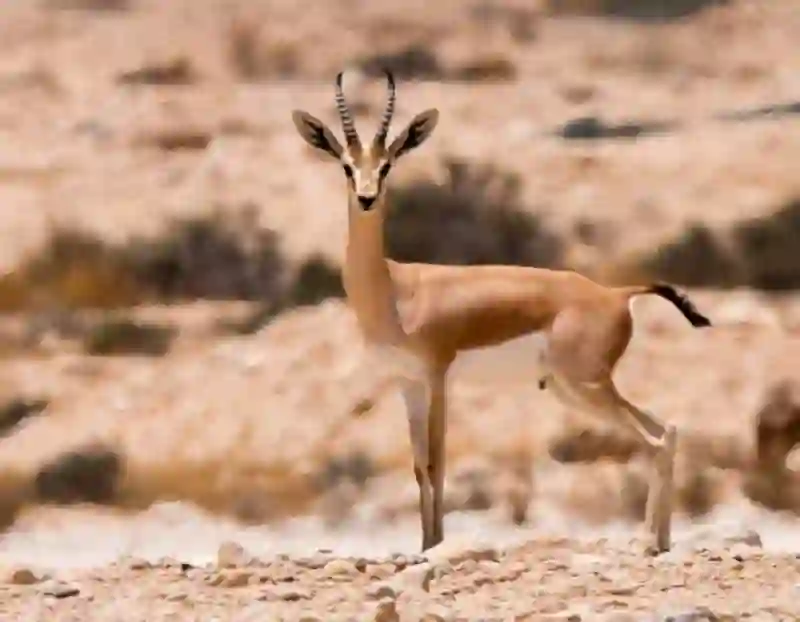 تنظيم جديد للأنشطة البشرية داخل محمية الإمام تركي بناء على ضوابط محدثة