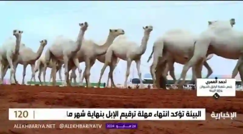 السعودية تبدء تطبيق هذه العقوبات بالسجن والغرامة الملونية على من يسيئ معاملة هذه الحيوانات