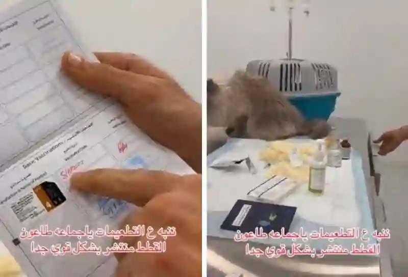 تحذيرات عاجلة في السعودية من انتشار طاعون القطط والكشف عن أعراضه ومخاطره 
